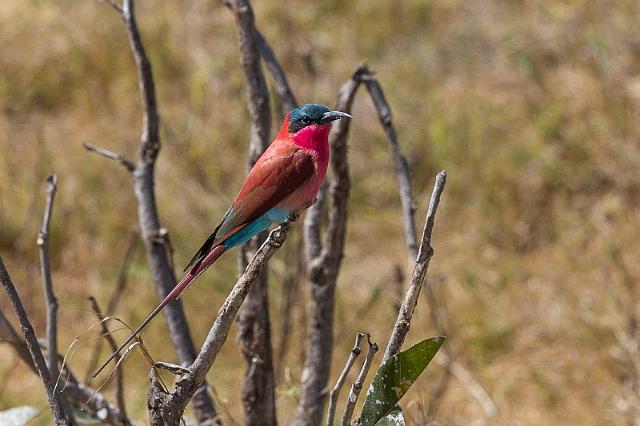 017 Botswana, Okavango Delta, karmijnrode bijeneter.jpg